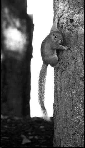Squirrel “militia” takes over Mount Hood conference room