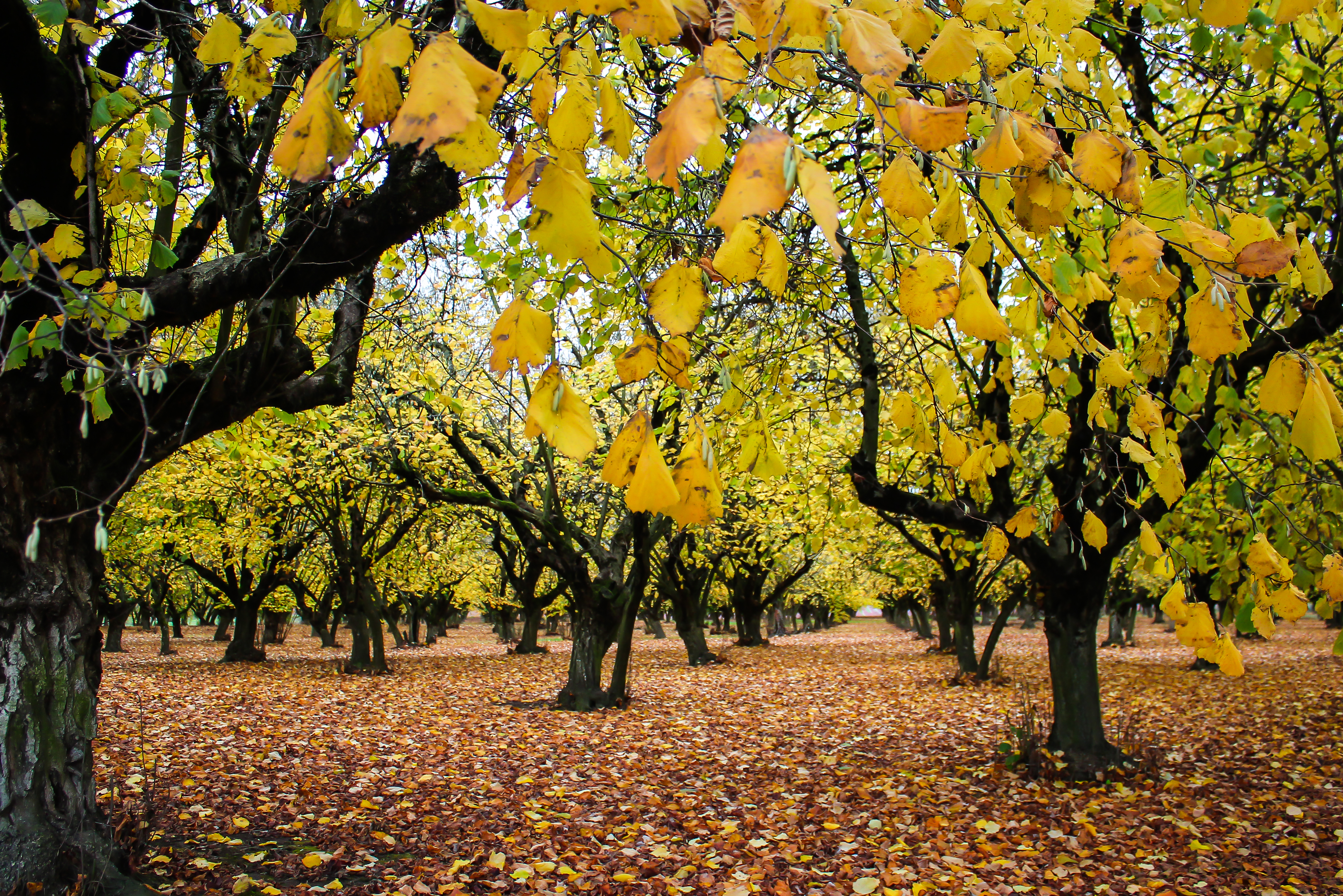 Transforming Western into a fall fashion show