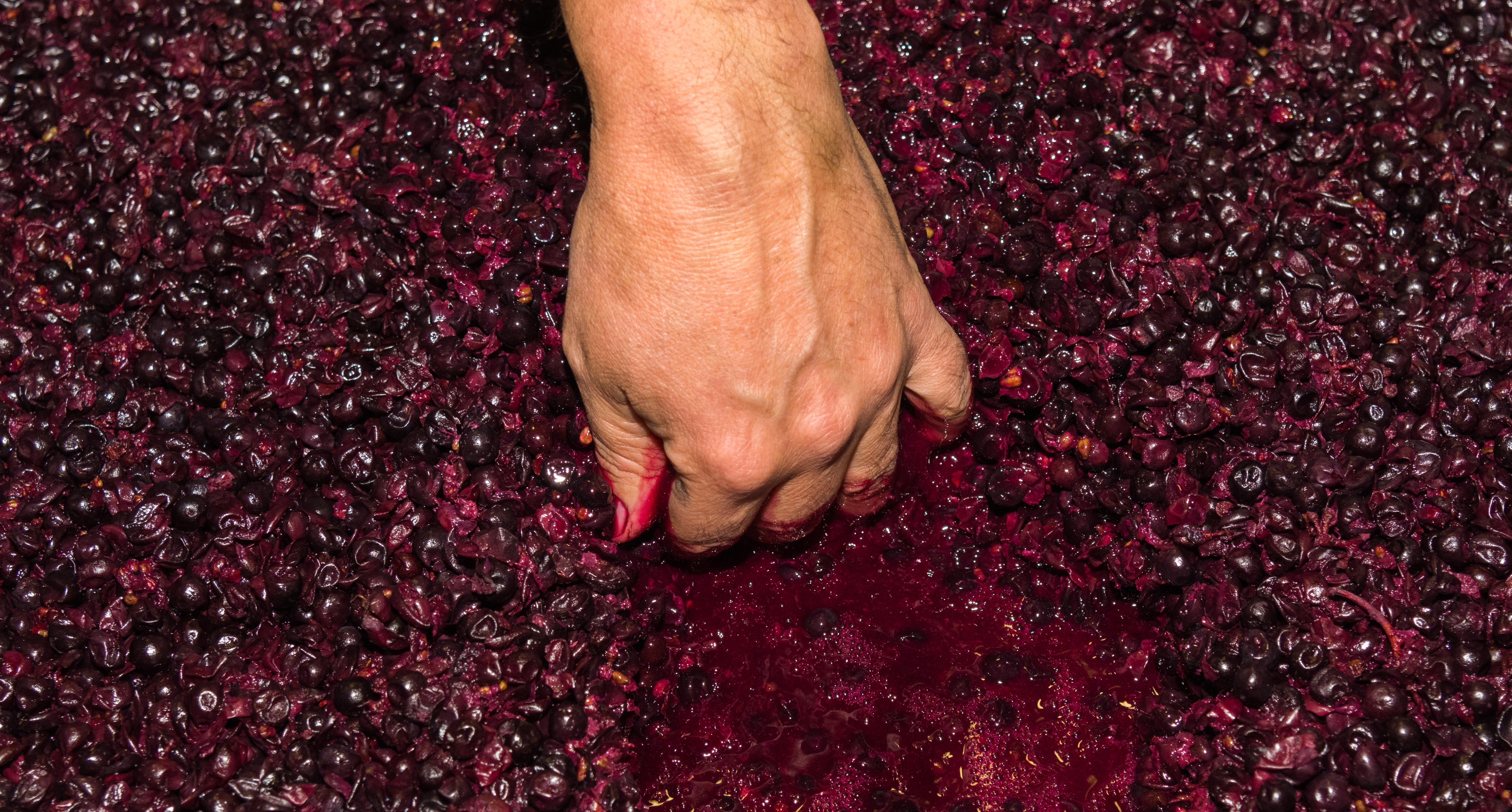 A look into Eola Hills Wine Cellar