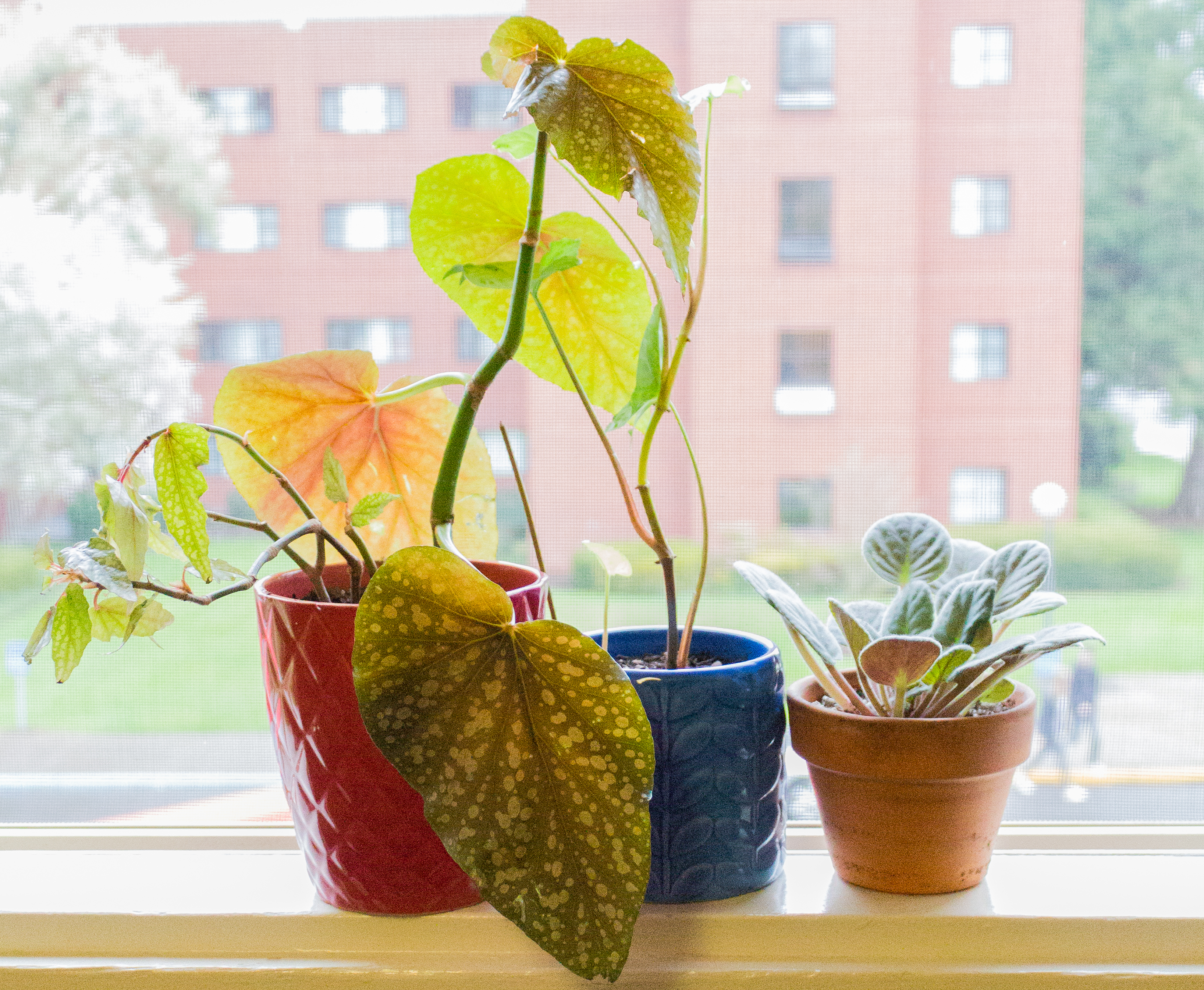 Six quick tips for beginning gardeners