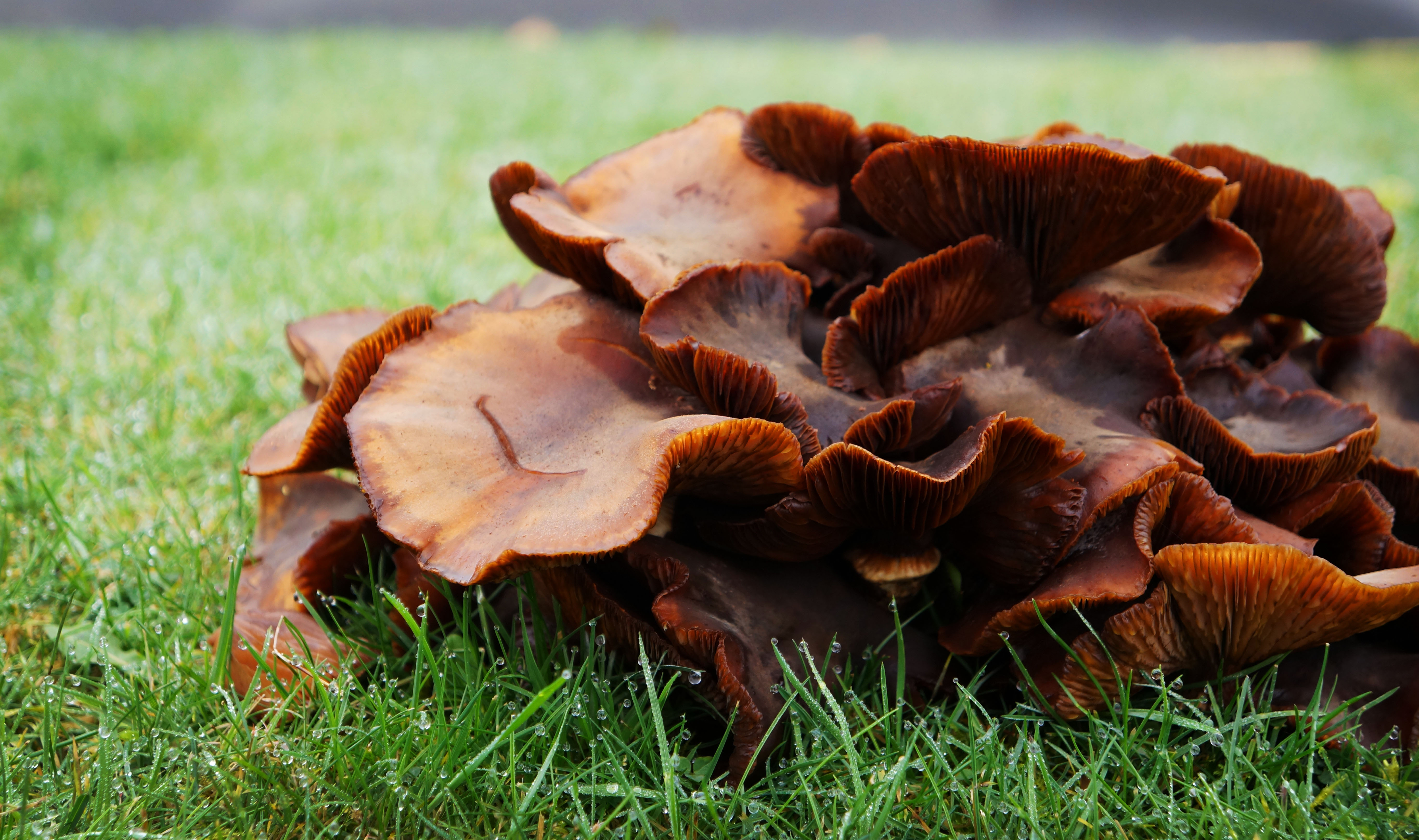 Review: “Mushrooming Without Fear”