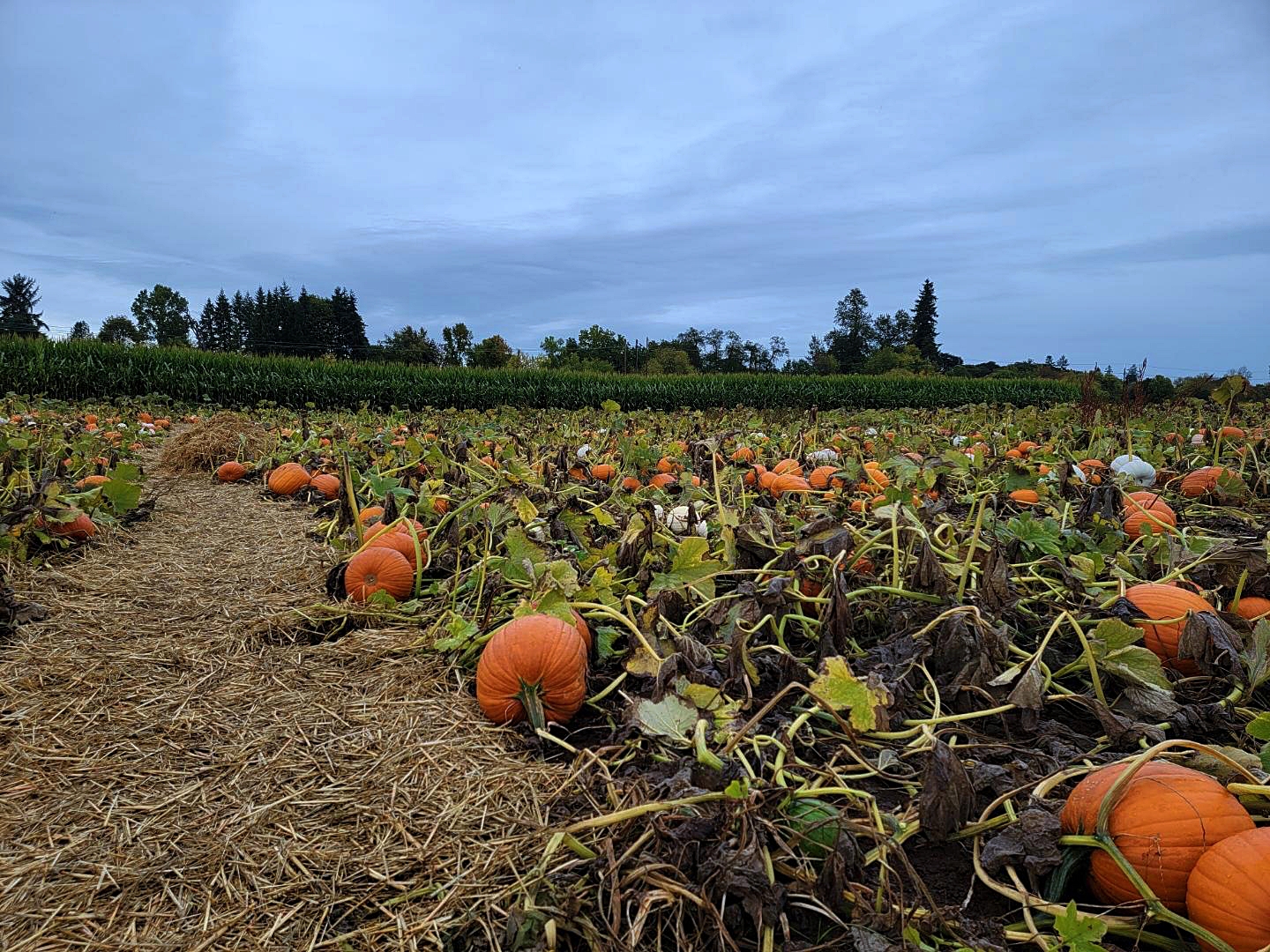 Eight fall activities to get the blood pumping