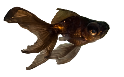 Thinking about getting a fish?